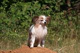 EPAGNEUL PAPILLON 144